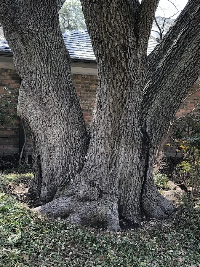 Mature heritage tree close to a Sherwood property cared for by certified arborists